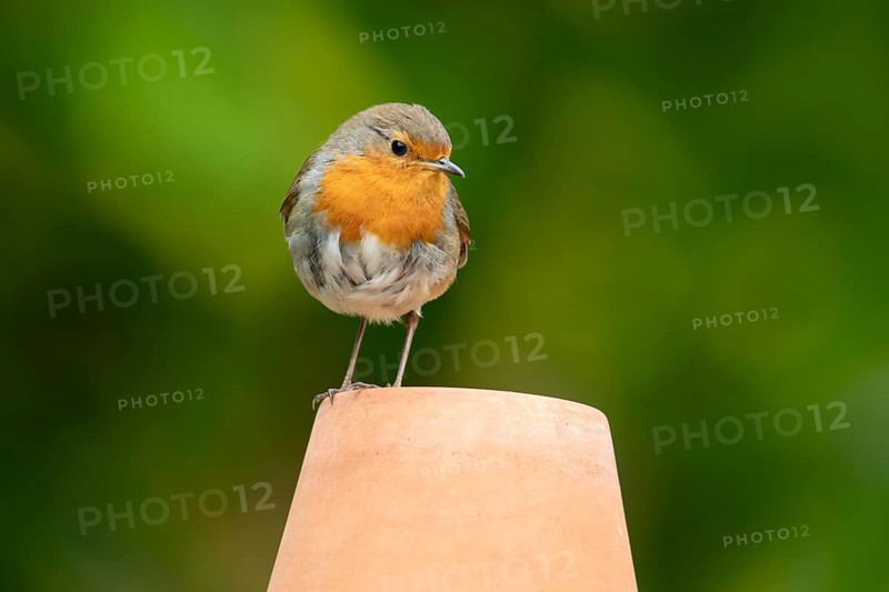 European robin (Erithacus rubecula) adult garden bird on a plant pot in summer, England, United Kingdom