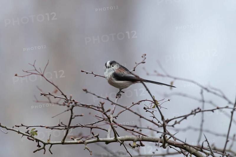 Long tailed tit (Aegithalos caudatus) adult garden bird on a tree branch in winter, England, United Kingdom