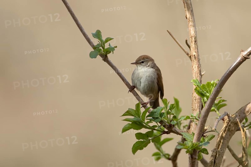 Cetti's warbler (Cettia cetti) adult bird on a tree branch in spring, RSPB Minsmere nature reserve, Suffolk, England, United Kingdom
