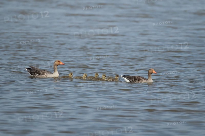 Greylag goose (Anser anser) two adult geese and five juvenile baby gosling birds swimming on a lake in summer, England, United Kingdom