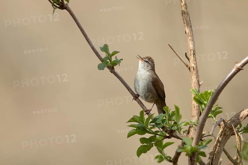 Cetti's warbler (Cettia cetti) adult bird singing on a tree branch in spring, RSPB Minsmere nature reserve, Suffolk, England, United Kingdom