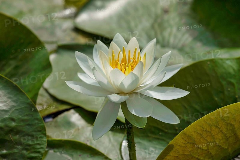 Water lily. Krasnodar. Russia