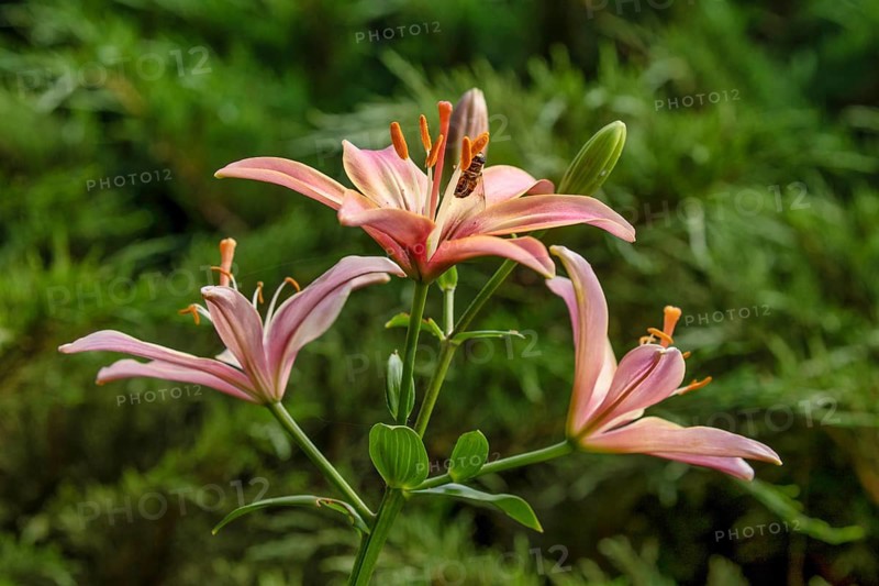 Lily in a garden. Krasnodar. Russia