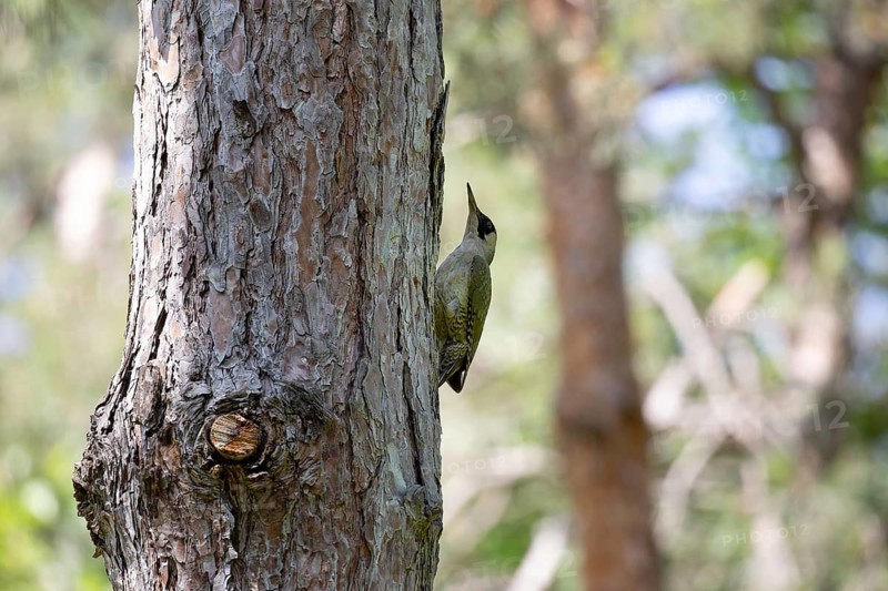 Green woodpecker on a tree in a park. Krasnodar. Russia