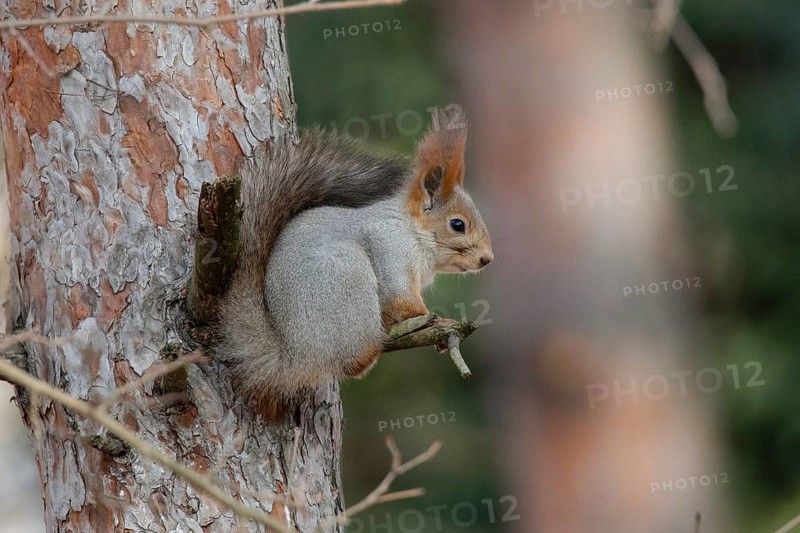 Squirrel in a park. Krasnodar. Russia