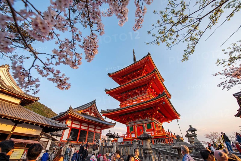 Sanjunoto Pagoda and Kyodo Hall in the evening light, cherry blossom, Kiyomizu-dera Temple, in the evening light, Buddhist temple complex, Higashiyama, Kyoto