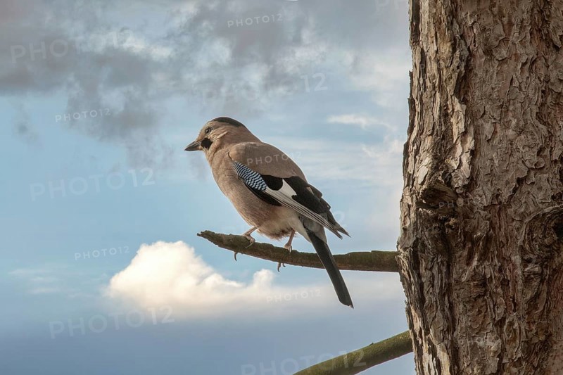 Jay in a park. Krasnodar. Russia