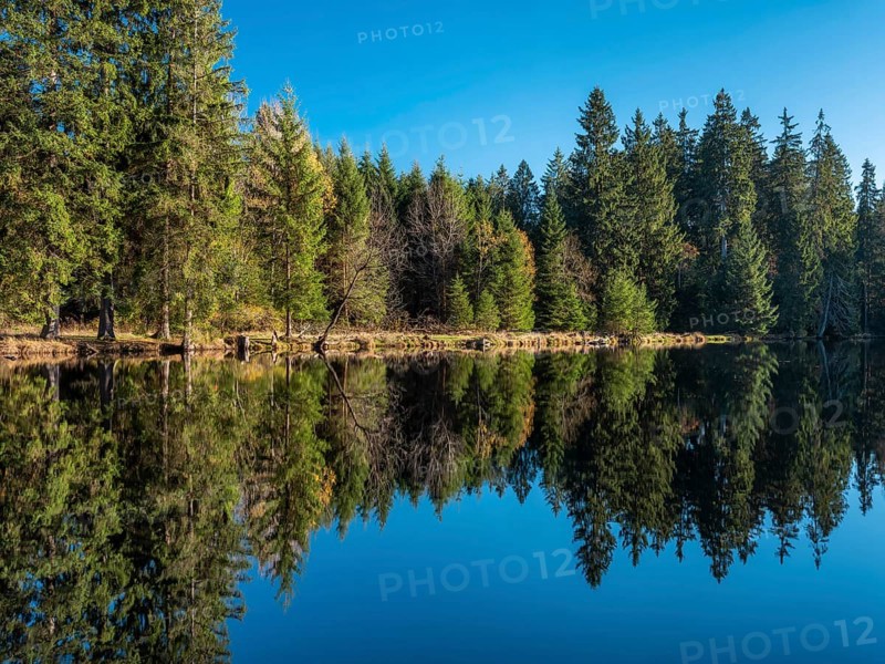 Small lake in the Thuringian Forest under blue sky, spruce forest reflected, Ochsenbacher Teich, Thuringia, Germany
