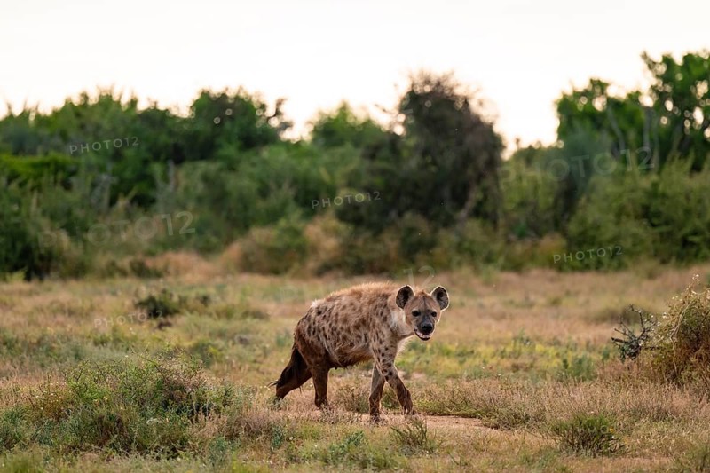 Spotted hyena (Crocuta crocuta), Addo Elephant National Park, Eastern Cape, South Africa