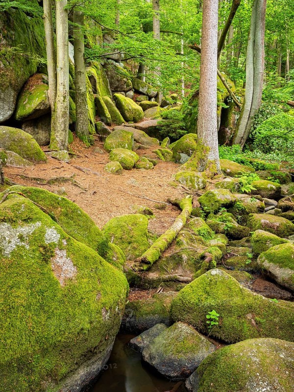 The Höllbach in the Hölle Nature Reserve flows through green forest and large moss-covered rocks, near Rettenbach, Upper Palatinate, Bavaria, Germany