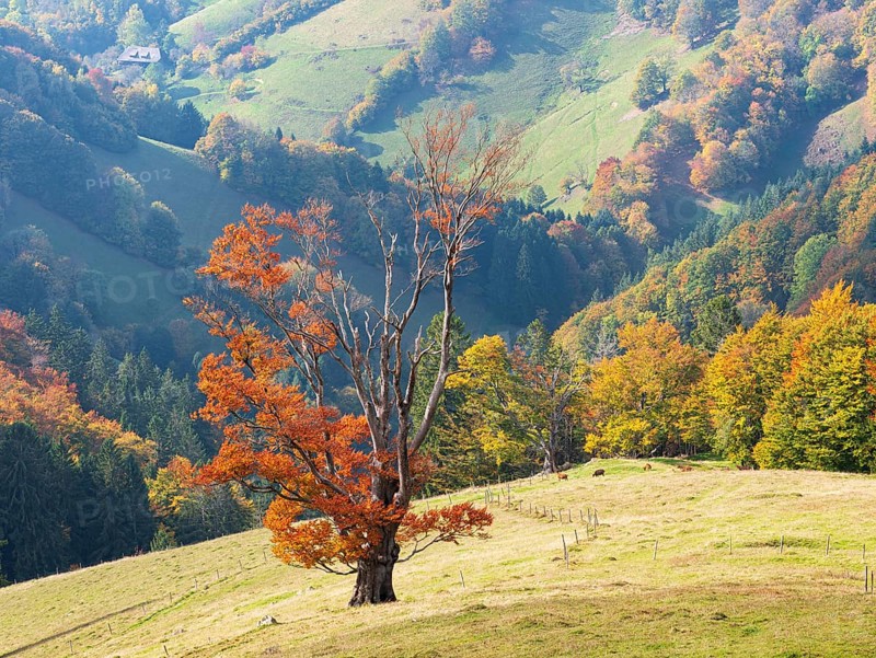 Old solitary willow beech in a meadow in autumn, Black Forest, Baden-Württemberg, Germany