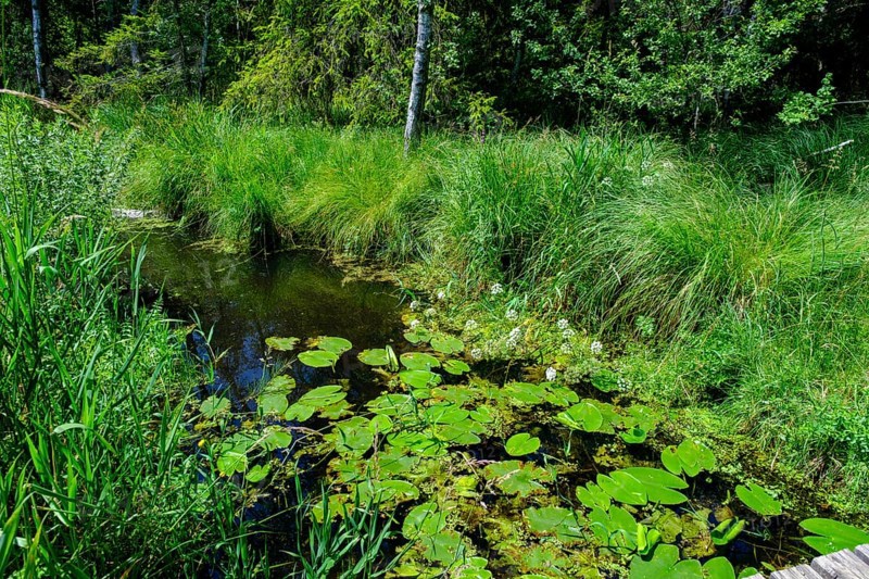 Wurzacher Ried, Bad Wurzach, Upper Swabia, Swabia, Baden-Württemberg, Germany