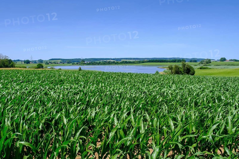 Rohrsee near Rohrbach, Upper Swabia, Swabia, Baden-Württemberg, Germany