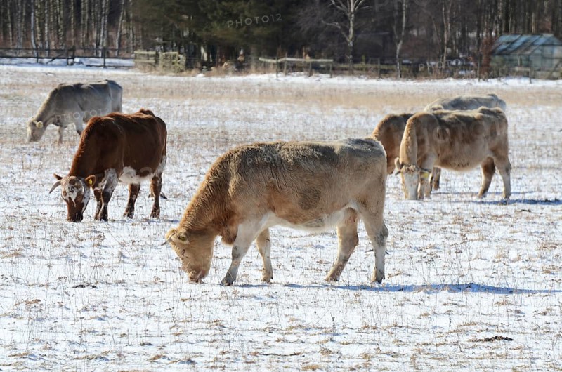 Year-round outdoor Charolais cattle forage in the snow in winter in Ystad, Skåne County, Sweden, Scandinavia
