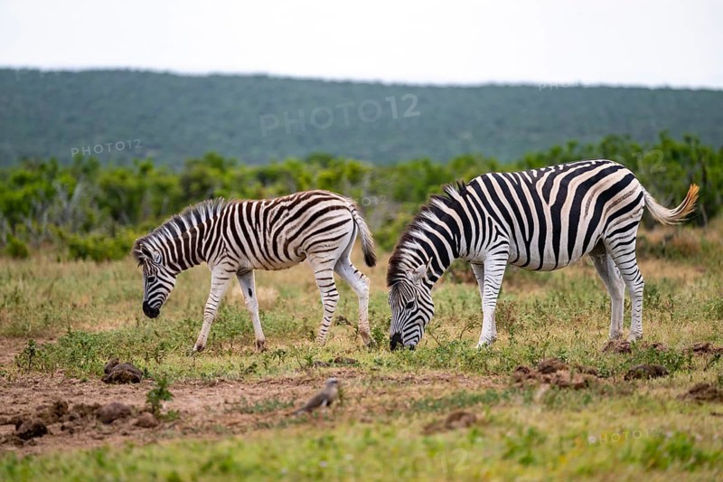Two Burchell's zebra (Equus quagga burchelli), Addo Elephant National Park, Eastern Cape, South Africa