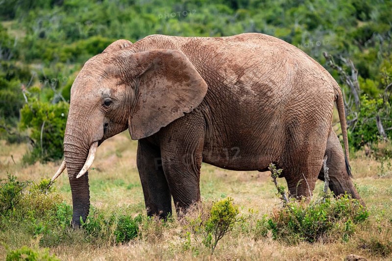 African elephant (Loxodonta africana), Addo Elephant National Park, Eastern Cape, South Africa