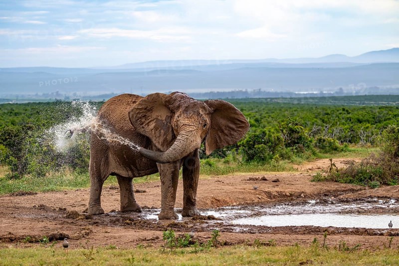 African elephant (Loxodonta africana) splashing water, Addo Elephant National Park, Eastern Cape, South Africa