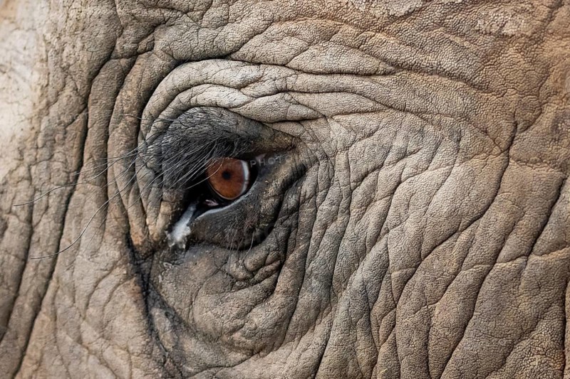 Detail, eye and skin, African elephant (Loxodonta africana), Addo Elephant National Park, Eastern Cape, South Africa