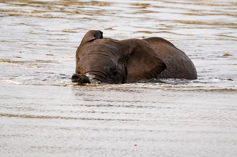 African elephant (Loxodonta africana) swimming and bathing in the water, Addo Elephant National Park, Eastern Cape, South Africa