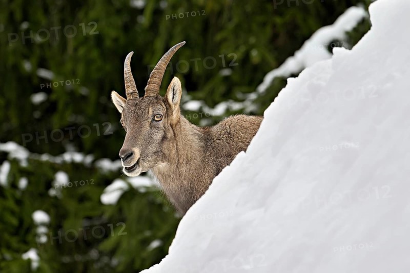Alpine ibex (Capra ibex), in a snowy landscape, Captive, Switzerland