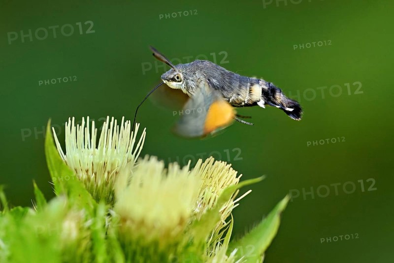 Dove's tail (Macroglossum stellatarum), flies on the flower of cabbage thistle (Cirsium oleraceum), Meienberg, Canton Aargau, Switzerland