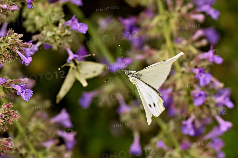Rape white butterfly (Pieris napi) approaching the flower of catmint (Nepeta fassenii), Switzerland