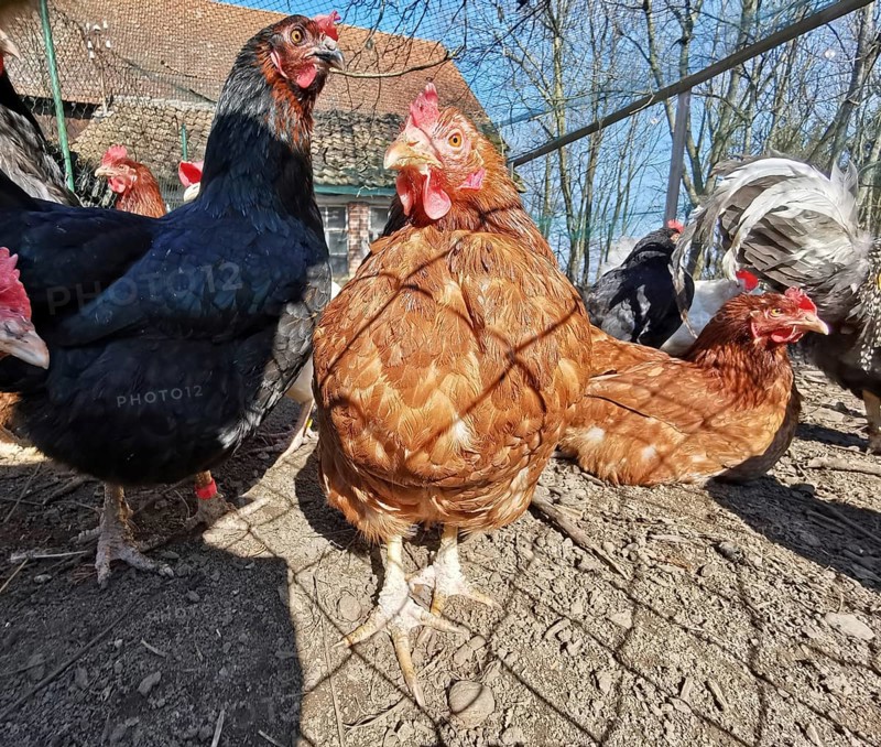 Close-up of curious chickens (gallus gallus domesticus) outdoors on a farm, sun shining, Franconian Forest nature park Park