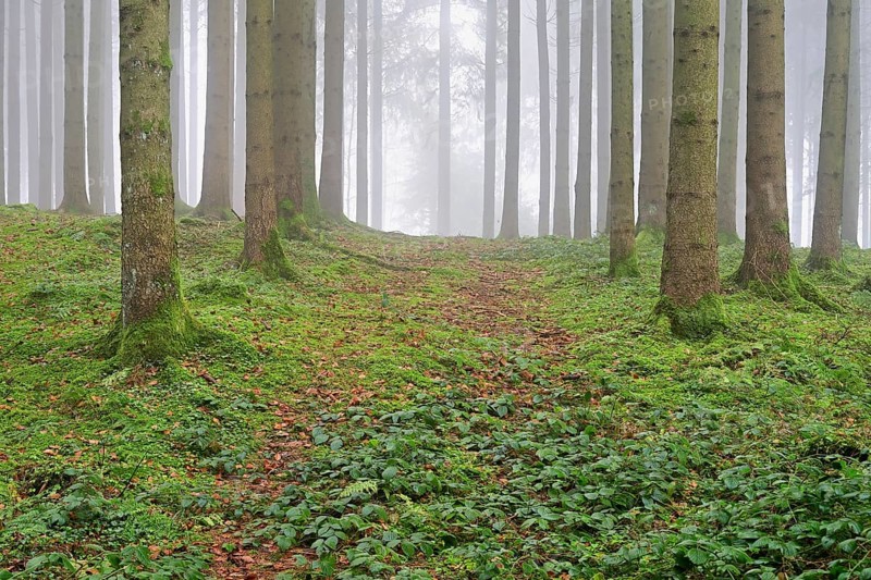 Forest in fog, Horben, Freiamt, Canton of Aargau, Switzerland