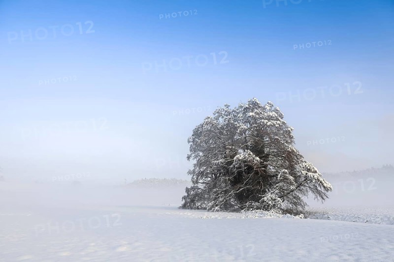 Single snow-covered tree in fog under blue sky, Stockach, Hegau, Konstanz district, Baden-Württemberg, Germany
