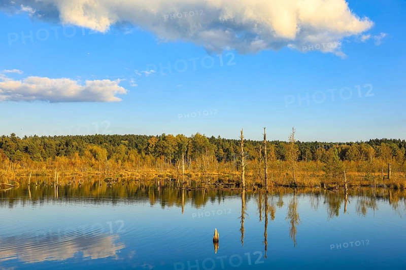 Calm lake with cloud reflection, surrounded by trees and covered with blue sky, Schwenninger moss Nature Reserve, Villingen-Schwenningen, Black Forest-Baar Kreis, Baden-Württemberg, Germany