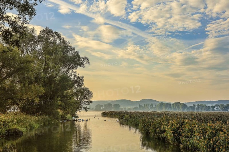 Picturesque river landscape with trees and clouds in the sky. Quiet morning atmosphere in harmonious colors, Aachen estuary, Lake Constance, Höri peninsula, moss, Radolfzell, Konstanz district, Baden-Württemberg, Germany