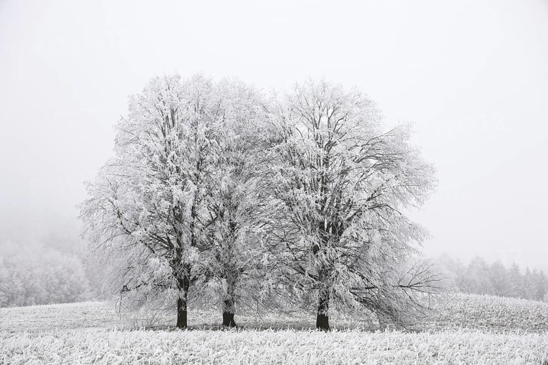 Snowy trees in a foggy winter landscape that conveys a calm and cold atmosphere, Eigeltingen-Homberg, Hegau, Konstanz district, Baden-Württemberg, Germany