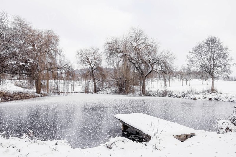 Frozen lake with a small jetty and snow-covered trees in a quiet winter landscape, Hofgut Dauenberg, Eigeltingen-Homberg, Hegau, Konstanz district, Baden-Württemberg, Germany