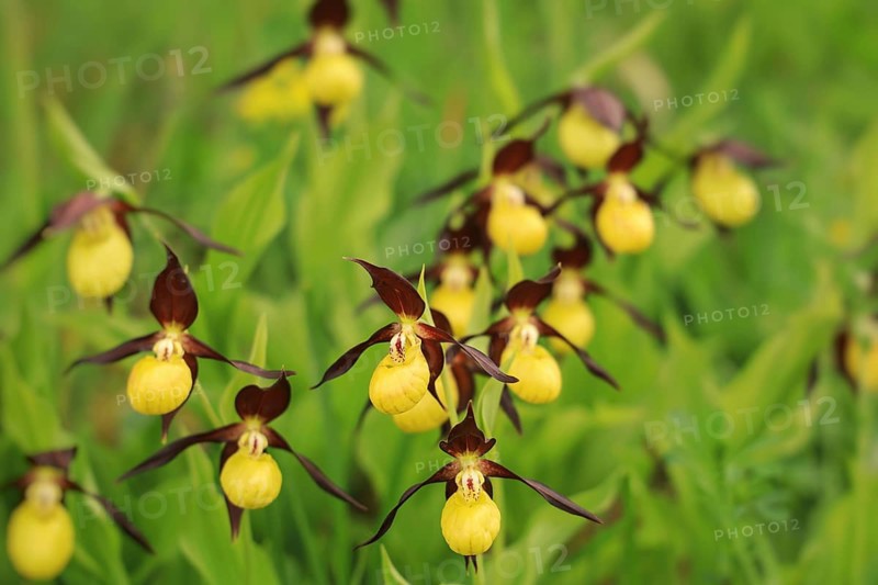 Yellow lady's slipper flowers (Cypripedium calceolus) with elegant shapes and green foliage in a natural spring scene, Upper Danube nature park Park, Bergsteig, Tuttlingen district, Baden-Württemberg, Germany