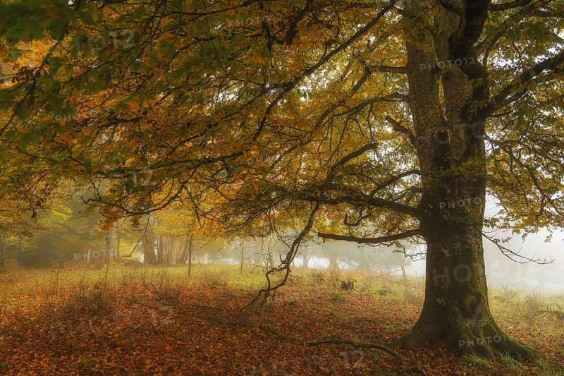 Autumn landscape with a large tree in fog surrounded by colorful foliage, Upper Danube nature park Park, Stiegelesfelsen Nature Reserve, Fridingen, Tuttlingen District, Baden-Württemberg, Germany