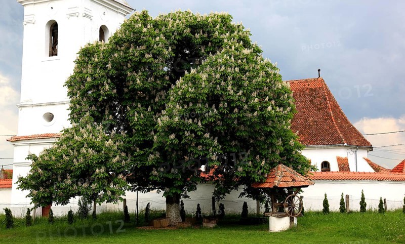 The Reformed Church in Lisznyo, Lisnau, with a blossoming chestnut tree in front, a historic monument in Covasna District, Transylvania, Romania