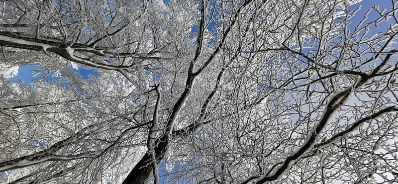 Snow-covered branches and clear sky in a cold winter landscape, hiking in the Frankenwald nature park Park, Germany