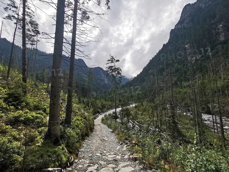 Hiking trail through a forest in mountainous surroundings with cloudy skies, High Tatras National Park, Carpathian Mountains, Poland