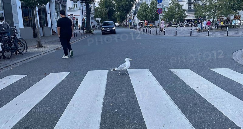 Herring gull (Larus argentatus), gull walking across the zebra crossing, funny, Warnemünde, Rostock, Mecklenburg-Western Pomerania, Germany