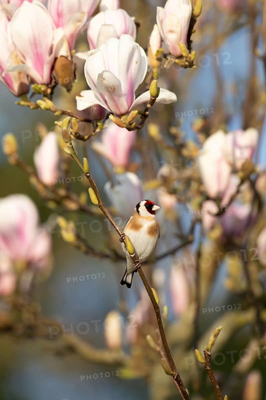 European goldfinch (Carduelis carduelis) adult garden bird on a Magnolia tree branch with blossom flowers in spring, England, United Kingdom