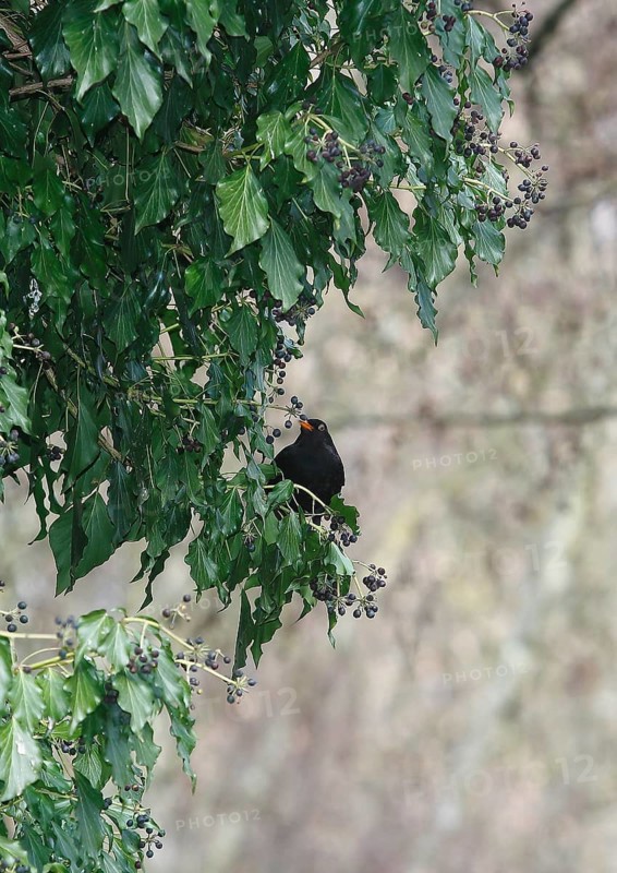 Blackbird (Turdus merula), male, eating ivy berries (Hedera helix), North Rhine-Westphalia, Germany