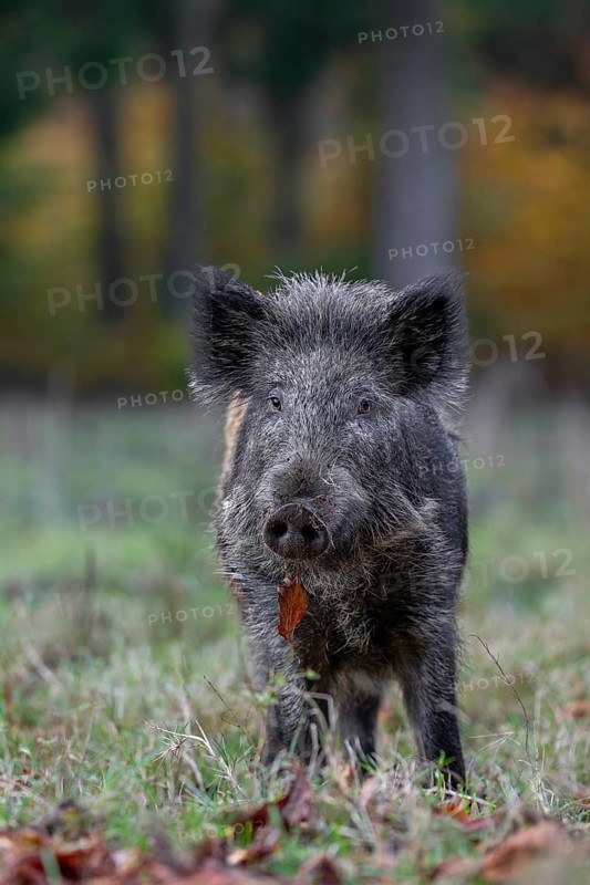Wild boar (Sus scrofa) on a forest meadow, autumn, autumn colours, Germany