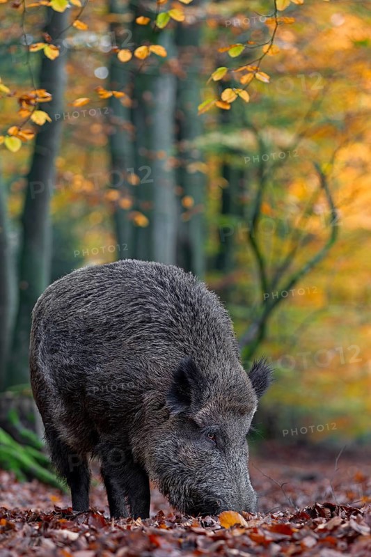 A wild boar (Sus scrofa) has sought out a quiet beech forest and is rummaging through the leaves for food, autumn, autumn colours, Germany