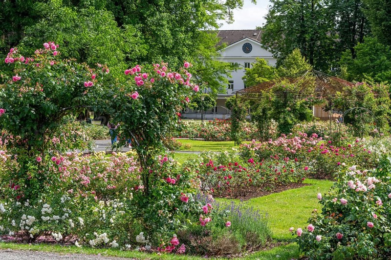 Rosengarten Kurort Bad Eilsen Germany
