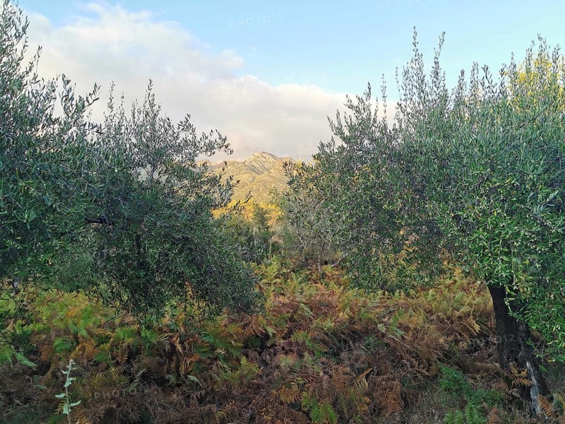 Scene with olive trees in green vegetation under a bright sky, Peaks of the Balkans, hiking in the Albanian Alps National Park, Albania