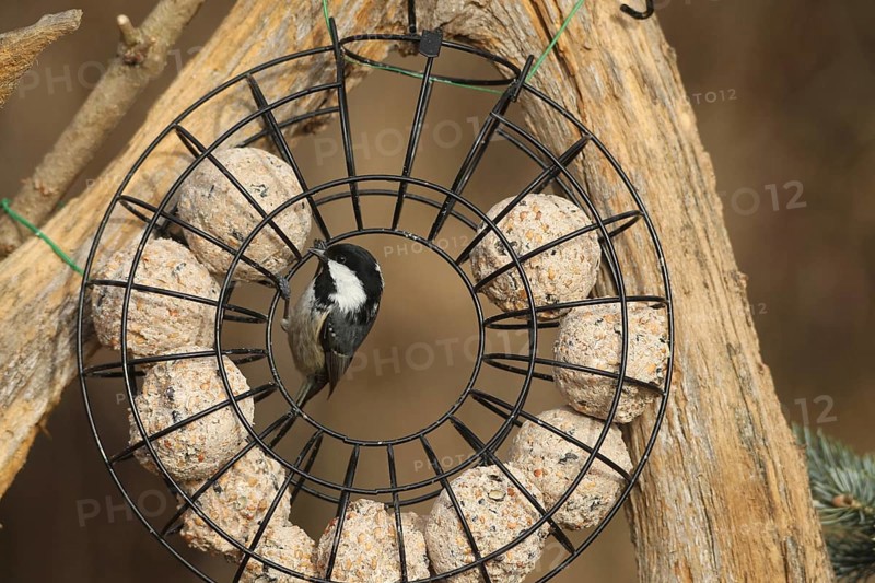 Fir tit (Periparus ater) at winter feeding in the forest, Allgäu, Bavaria, Germany, Allgäu, Bavaria, Germany