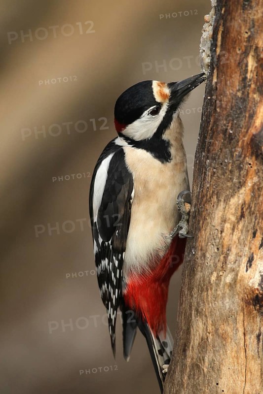 Great spotted woodpecker (Dendrocopos major) at winter feeding in the forest, Allgäu, Bavaria, Germany, Allgäu, Bavaria, Germany