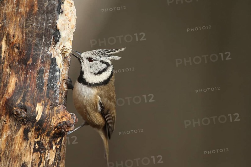 Crested Tit (Lophophanes Scalloped ribbonfish) at winter feeding in the forest, Allgäu, Bavaria, Germany, Allgäu, Bavaria, Germany