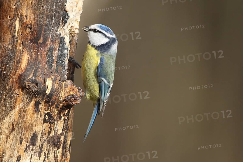 Blue tit (Cyanistes caeruleus) at winter feeding in the forest, Allgäu, Bavaria, Germany, Allgäu, Bavaria, Germany