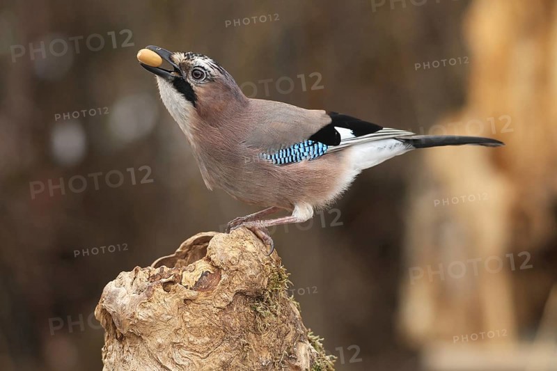 Eurasian jay (Garrulus glandarius) with acorn in beak at winter feeding in the forest, Allgäu, Bavaria, Germany, Allgäu, Bavaria, Germany
